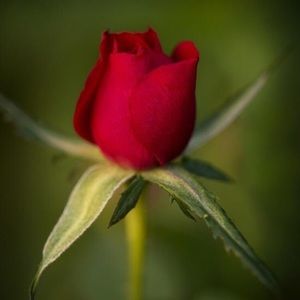 Meet your Posher, Veronica